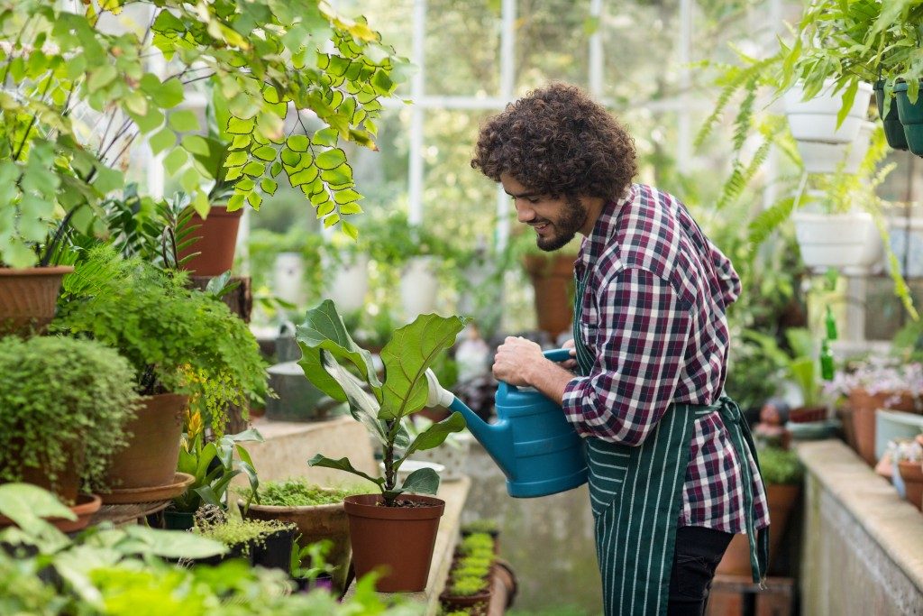 man watering plants inside greenhouse