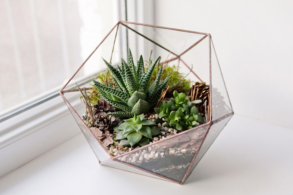 succulent terrarium