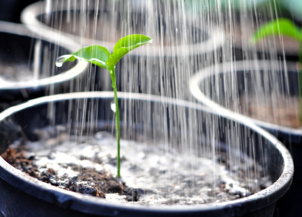 watering plant